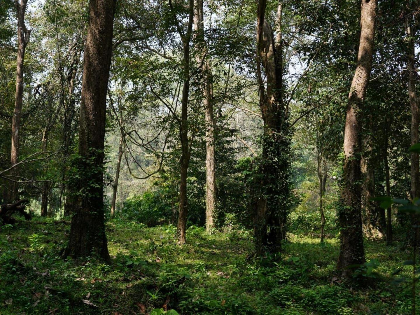 Kochi Sanjeevini Life Care Village - A Science Based Non - Invasive Holistic Wellness Destination المظهر الخارجي الصورة